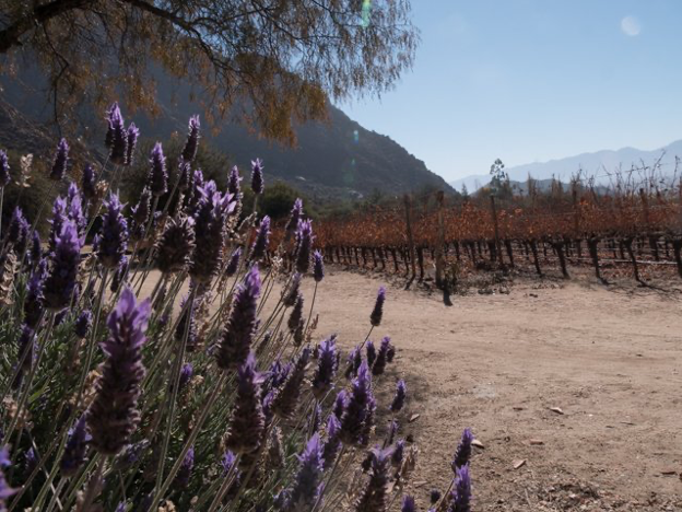 Lire la suite à propos de l’article Vin argentin de haute altitude